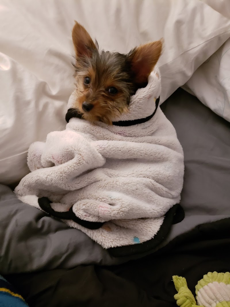 Cape Cod Veterinary Specialists