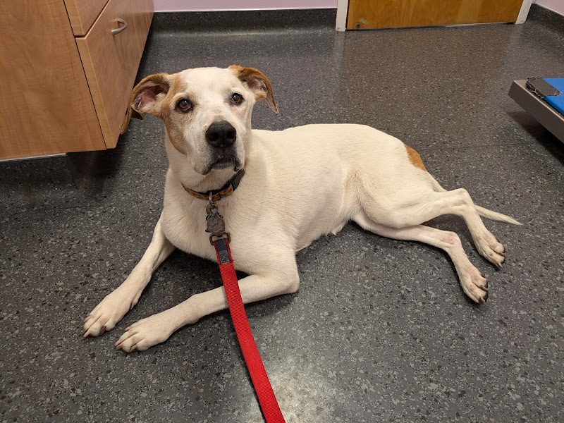 Cape Cod Veterinary Specialists