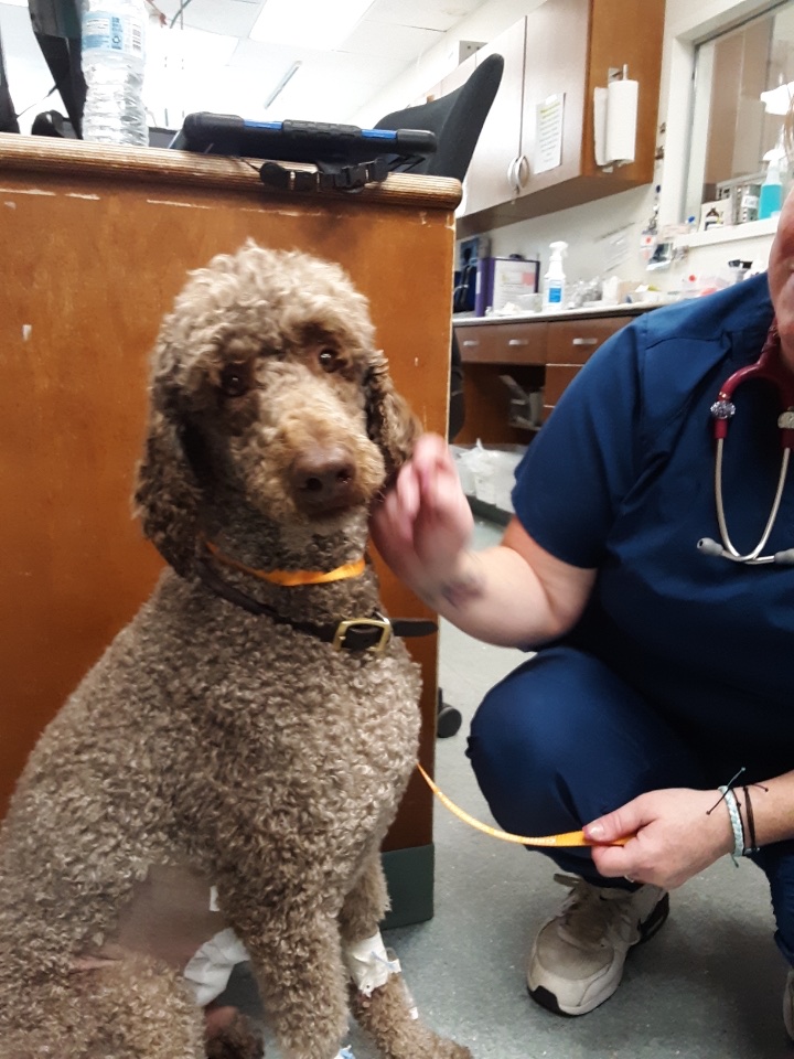 Cape Cod Veterinary Specialists