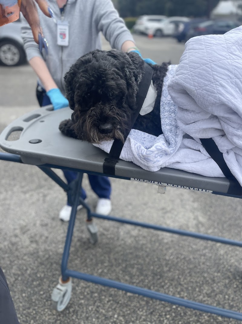 ACCESS Specialty Animal Hospitals - South Bay