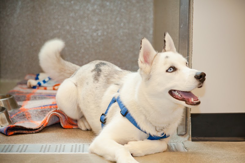 ACCESS Specialty Animal Hospitals - South Bay