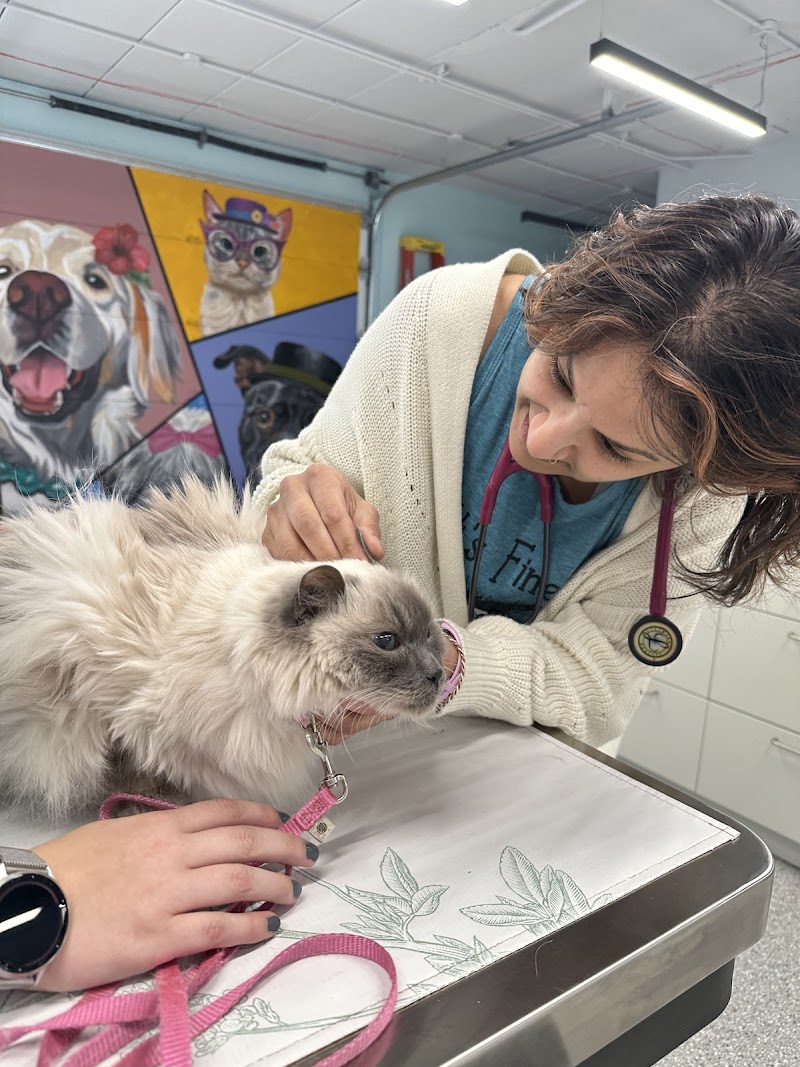 Bhatt Integrative Veterinary Specialty (Arya Acupuncture) | Dr. Priya Bhatt, DVM
