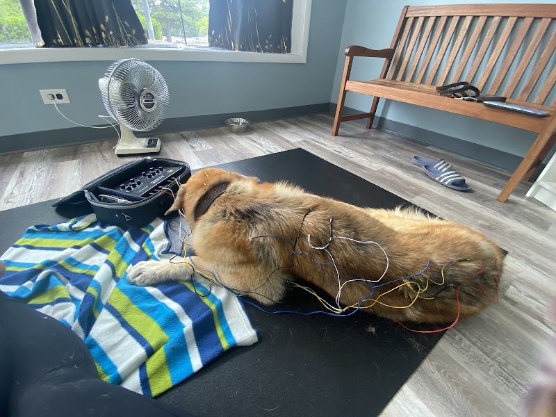 Bhatt Integrative Veterinary Specialty (Arya Acupuncture) | Dr. Priya Bhatt, DVM
