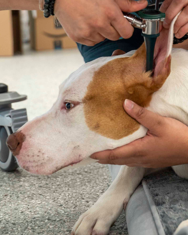 Bhatt Integrative Veterinary Specialty (Arya Acupuncture) | Dr. Priya Bhatt, DVM