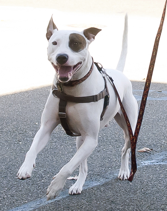 PetCure Oncology Central Office - Advanced Cancer Treatments for Cats & Dogs