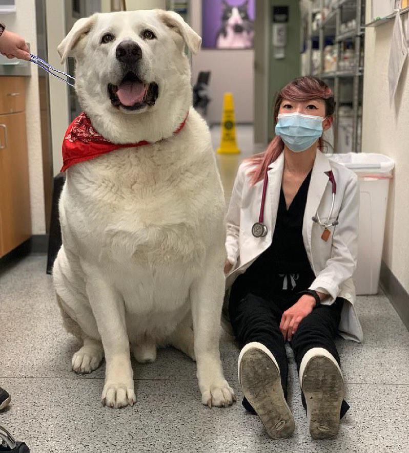 VCA Orchard Plaza Animal Hospital