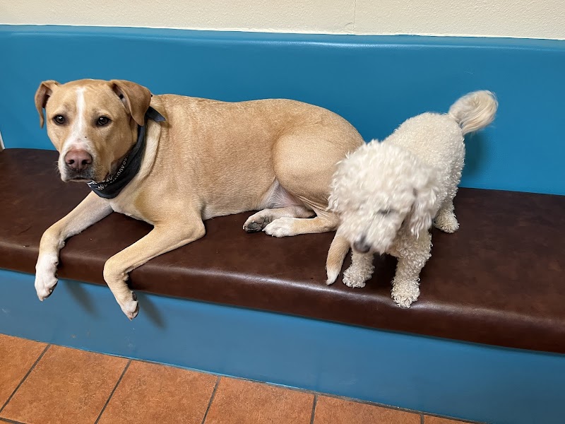 Veterinary Cancer Care