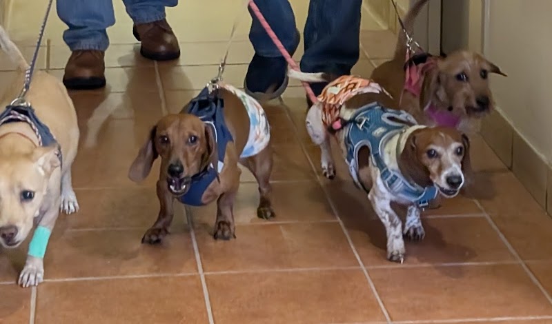 Veterinary Cancer Care - Santa Fe