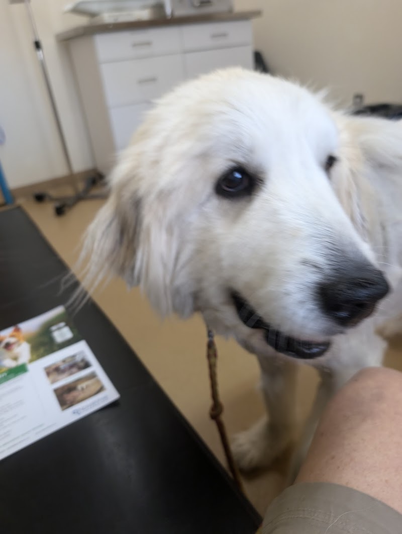 Veterinary Cancer Care