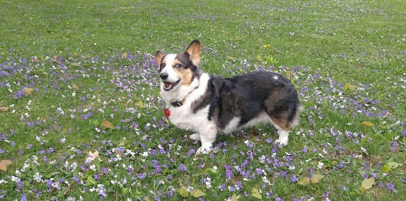 Veterinary Cancer Care