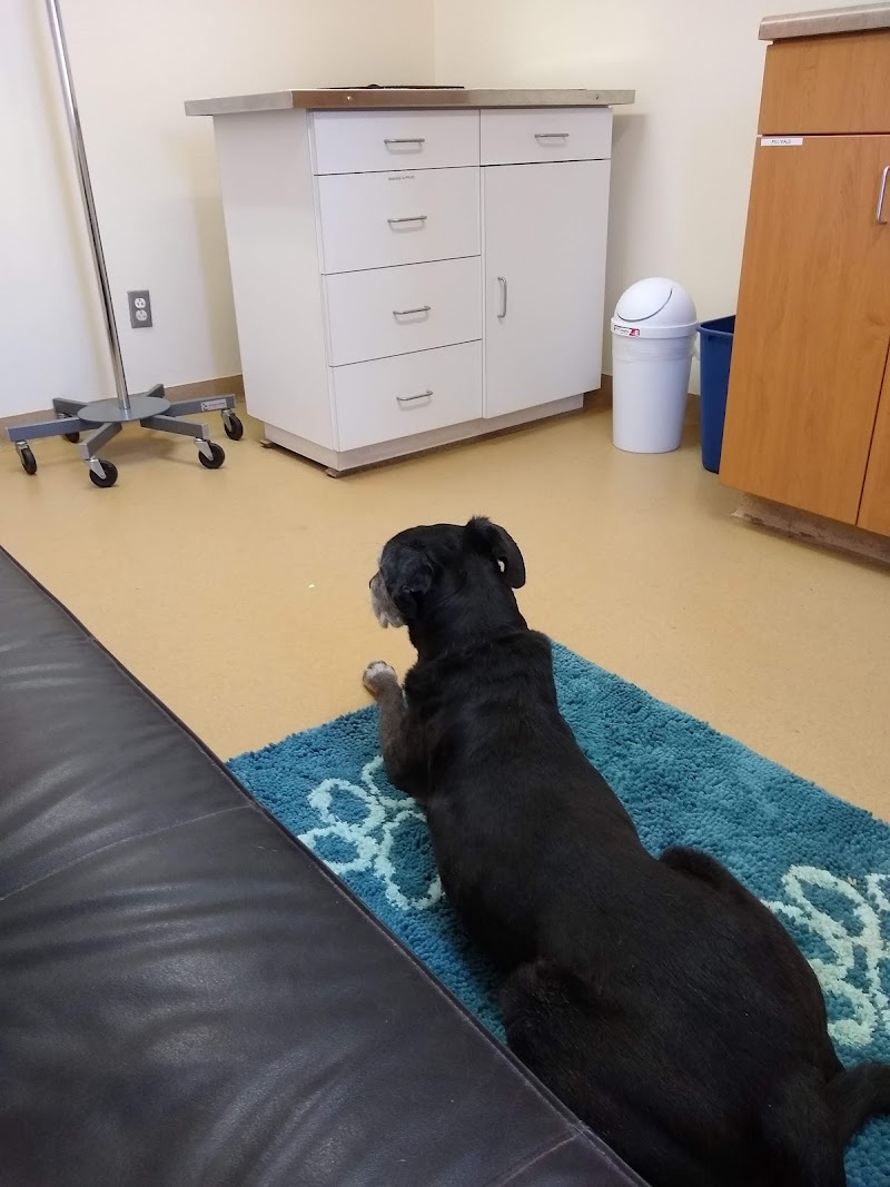 Veterinary Cancer Care