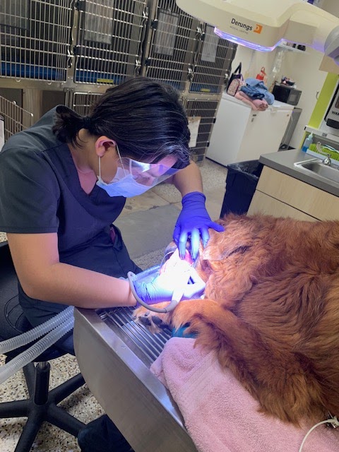 Vetco Total Care