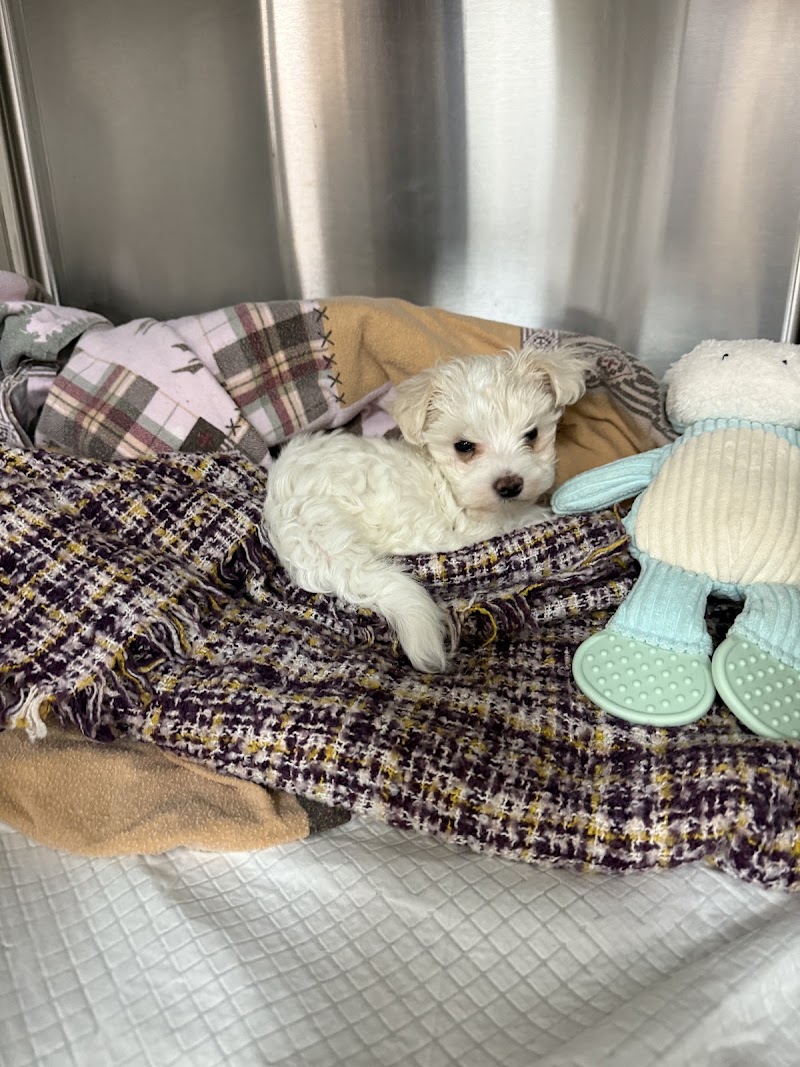 Advanced Veterinary Medical Center - Milpitas