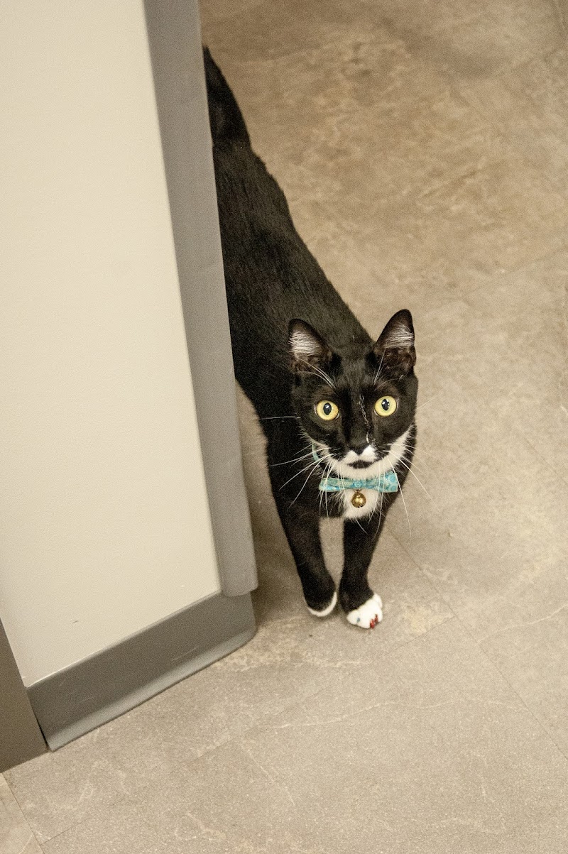 Collier Animal Hospital