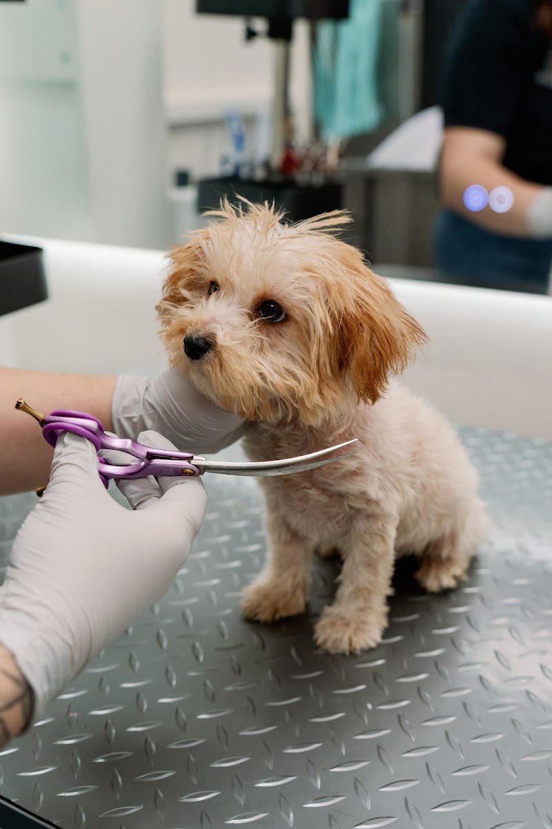 Veterinary Hospital Animal Clinic International Inc.