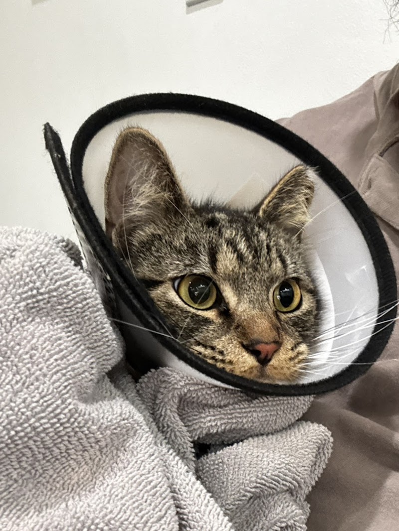 Veterinary Hospital Animal Clinic International Inc.