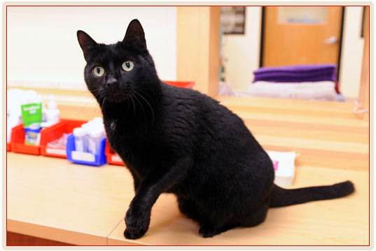 Bronx Veterinary Center