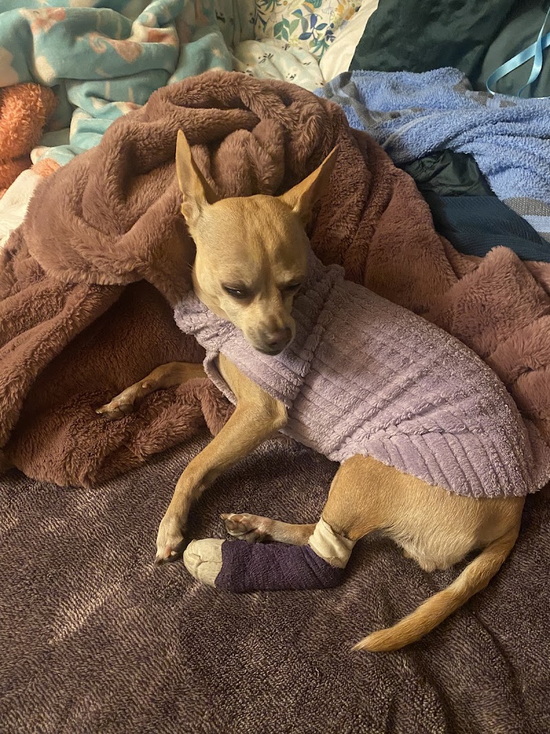 South San Diego Veterinary Hospital