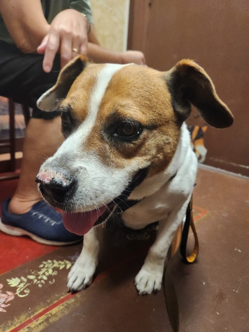 South San Diego Veterinary Hospital