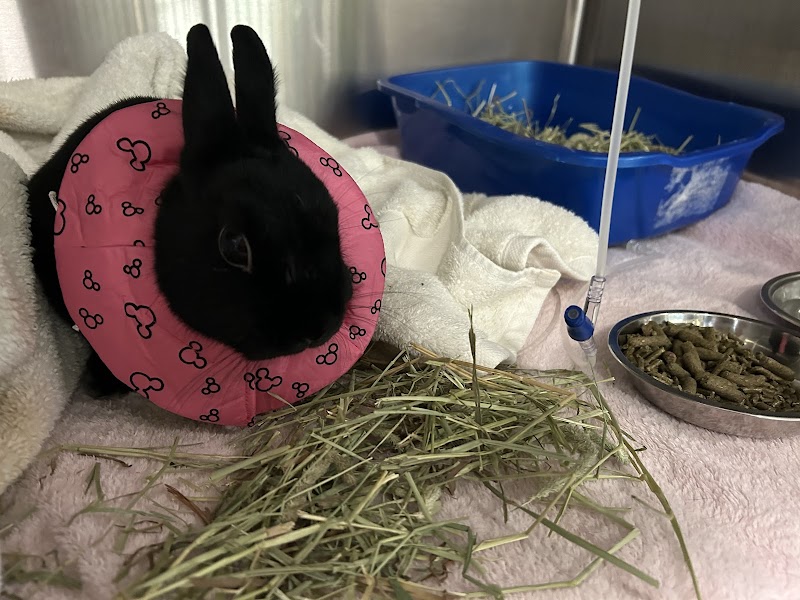 Rockingham Emergency Veterinary Hospital