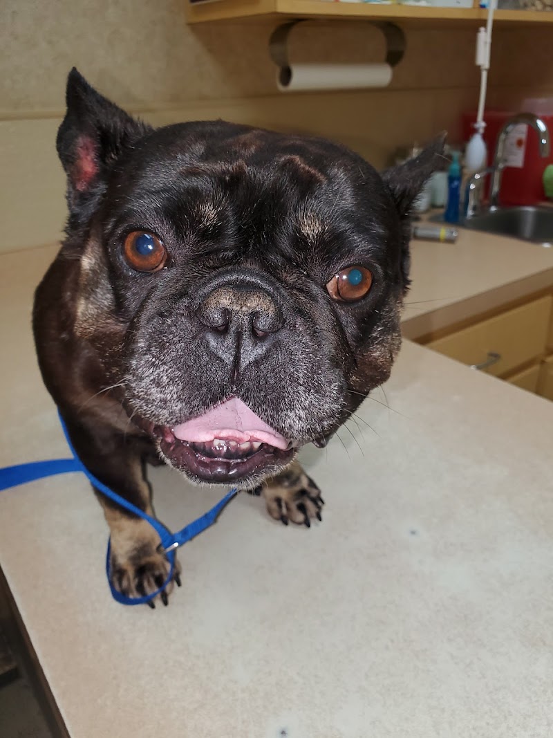 Cy-Fair Animal Hospital