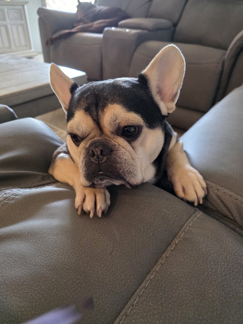 Tucson Veterinary Specialists