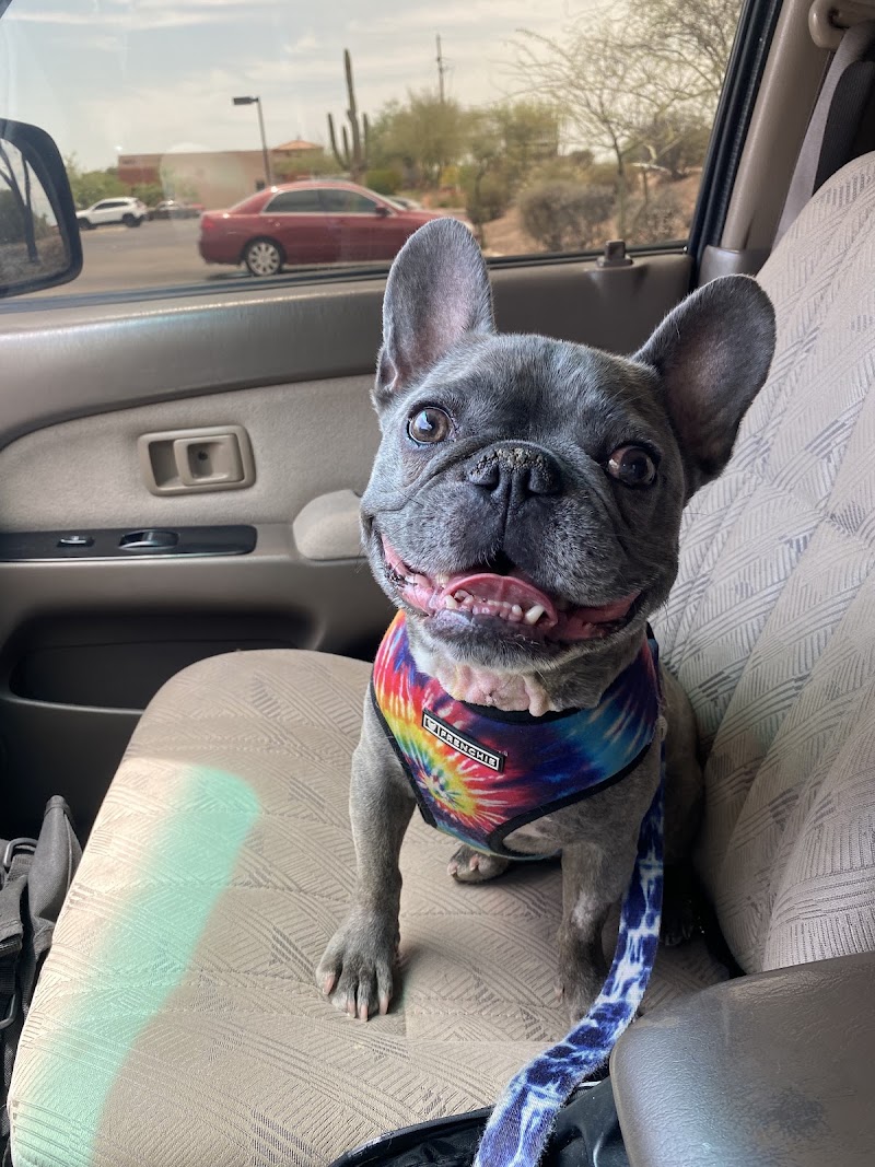 Tucson Veterinary Specialists