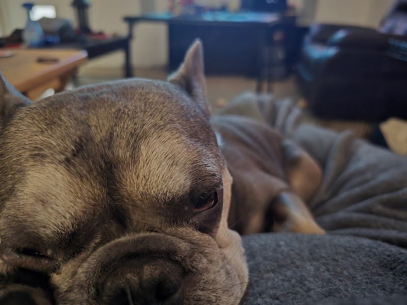 Tucson Veterinary Specialists