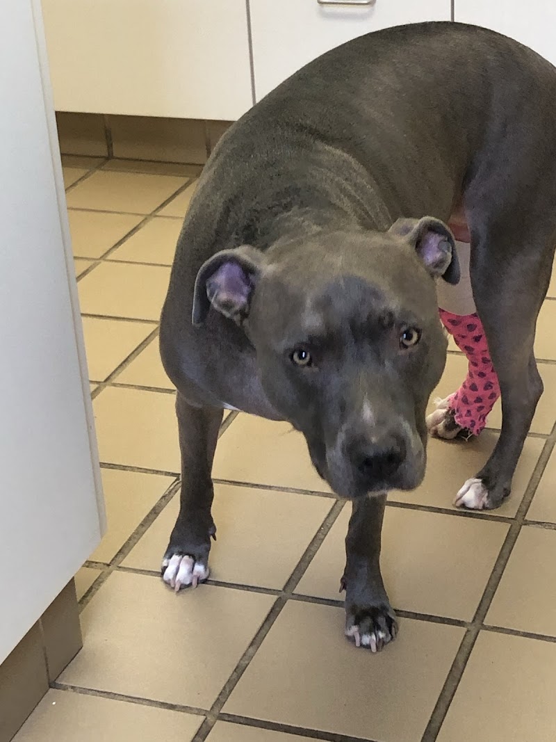 Pharr Road Animal Hospital