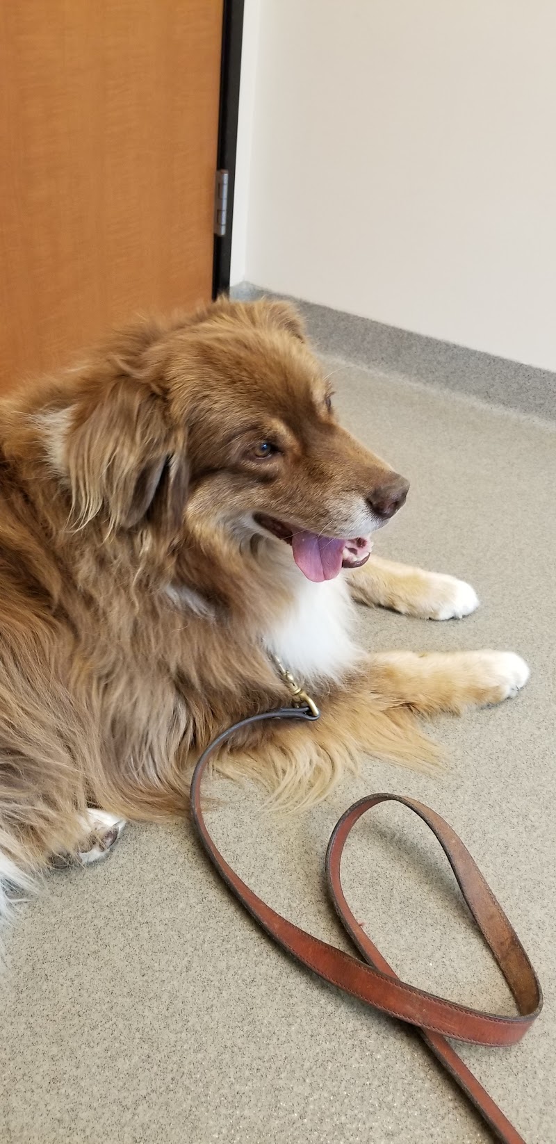Veterinary Neurology Center