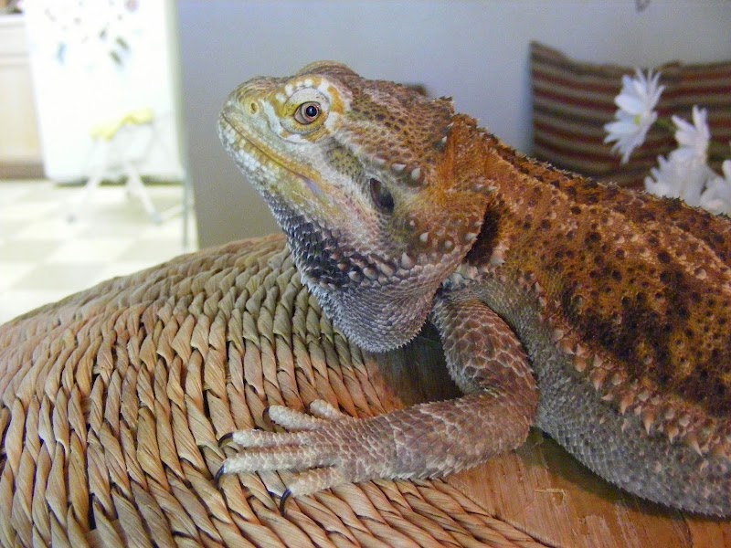 Austin Pet & Exotic Hospital