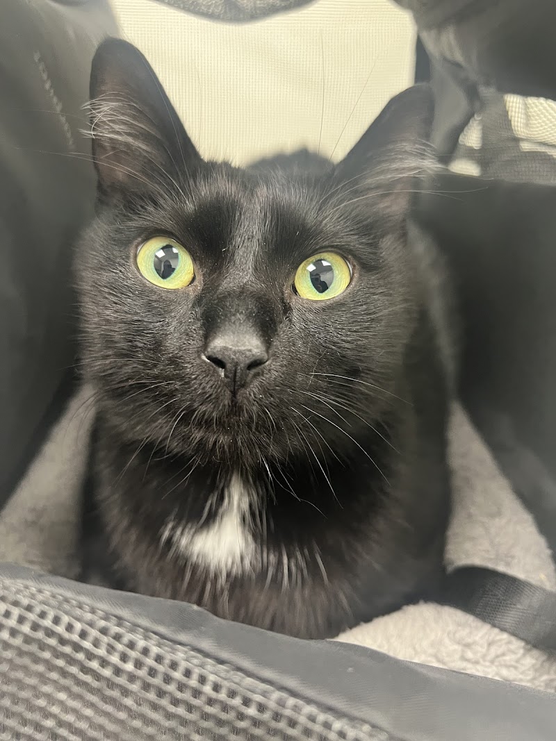 My Pet Hospital - Emergency Vet Pinecrest
