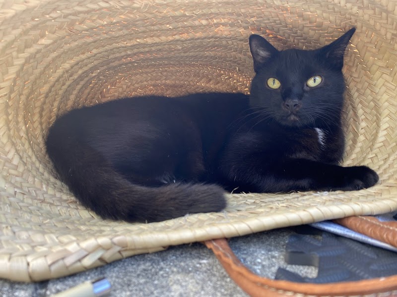 My Pet Hospital - Emergency Vet Pinecrest