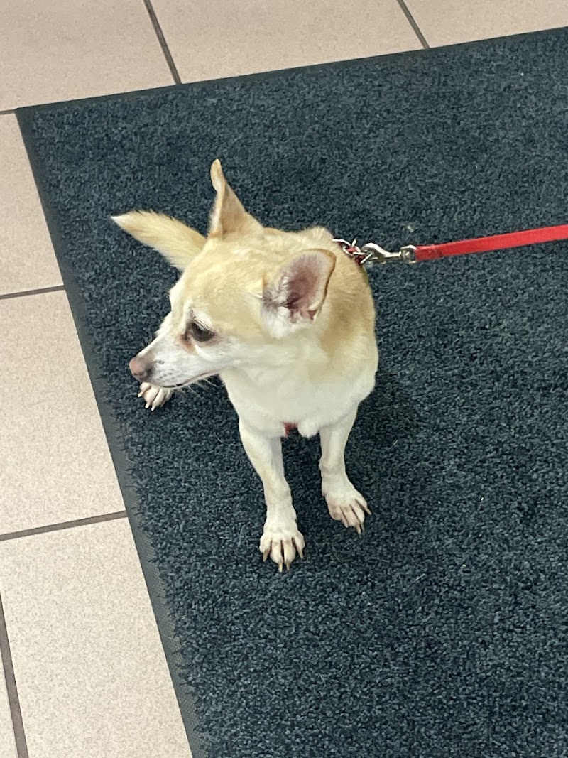 My Pet Hospital - Emergency Vet Pinecrest