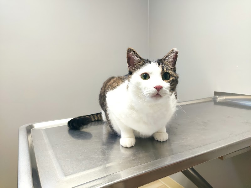 Cat Clinic of Seattle