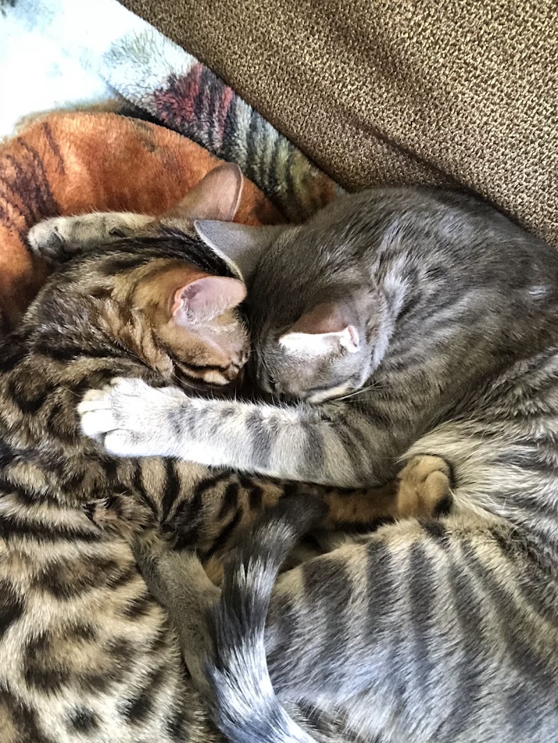Cat Clinic of Seattle