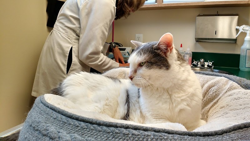 Cat Clinic of Seattle