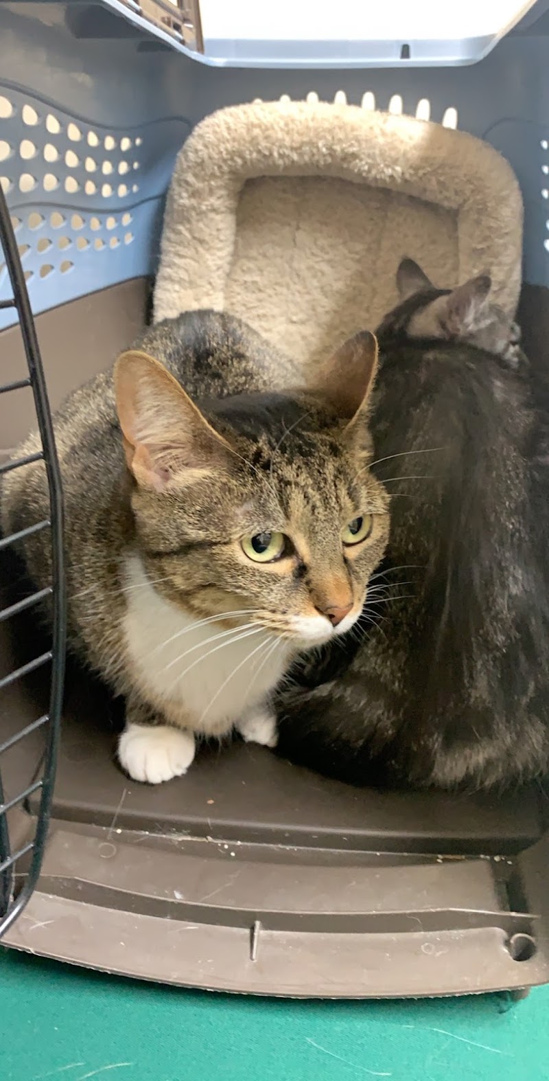 Cat Clinic of Seattle