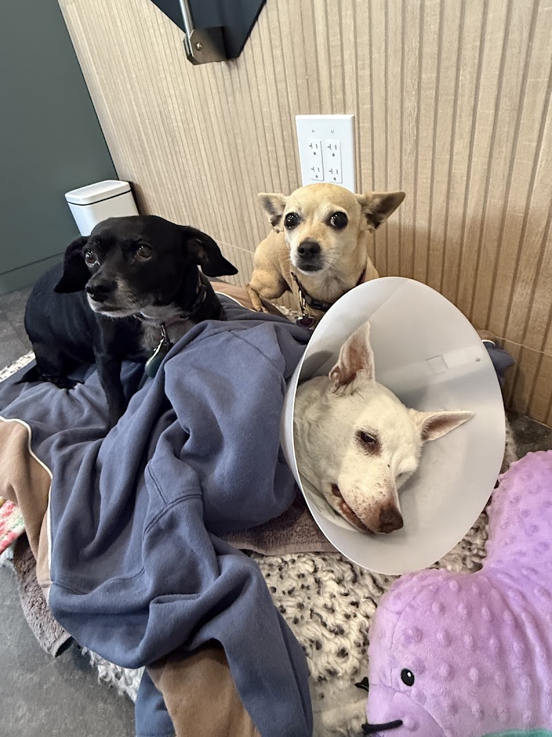 Sevilla Veterinary Hospital