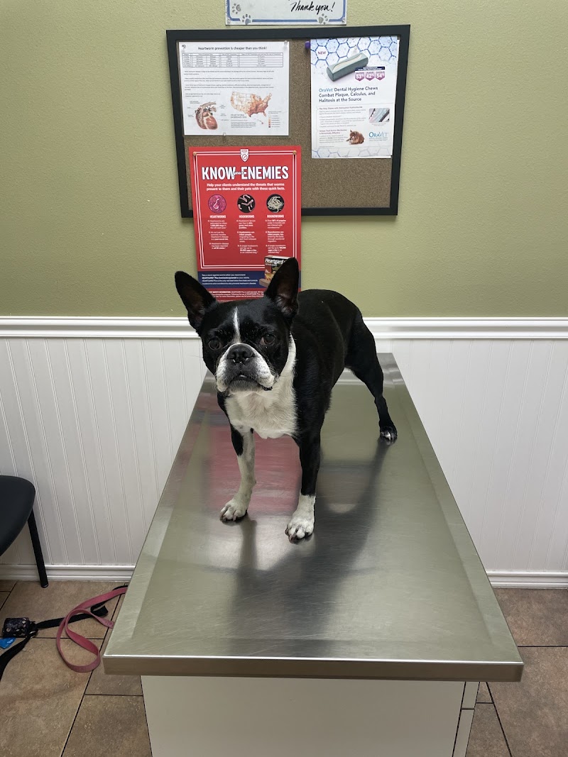 Blackhorse Animal Hospital