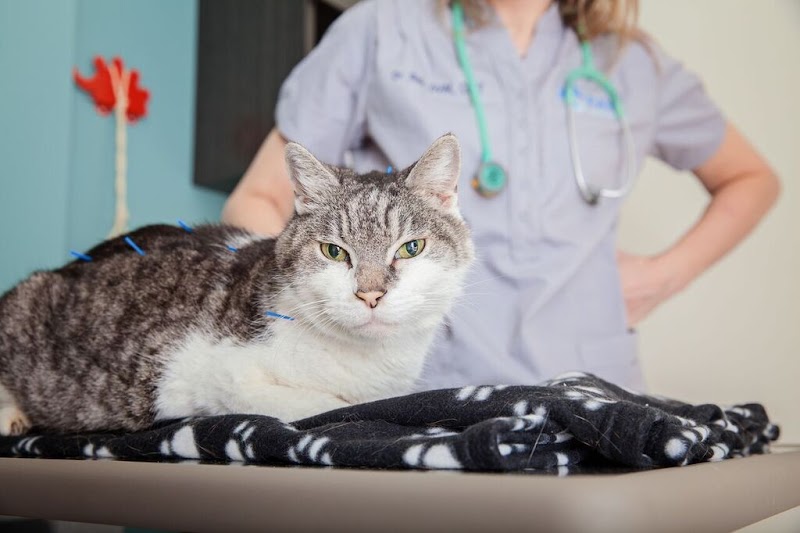 PAW REHAB Pacific Animal Wellness Rehabilitation Center