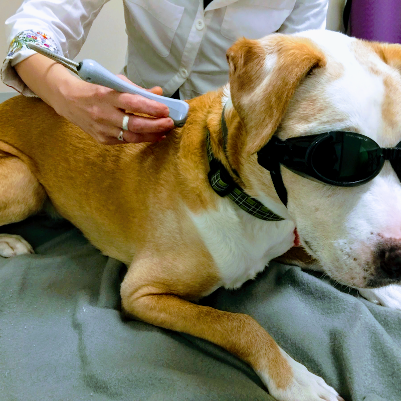 PAW REHAB Pacific Animal Wellness Rehabilitation Center