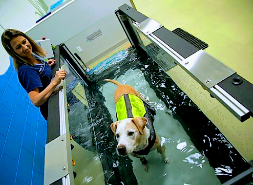 PAW REHAB Pacific Animal Wellness Rehabilitation Center
