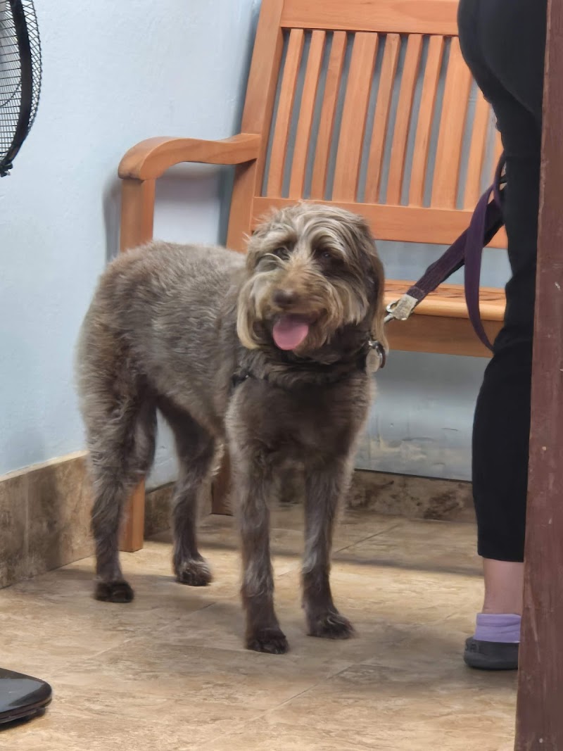 AllCare Veterinary Hospital of Pacifica
