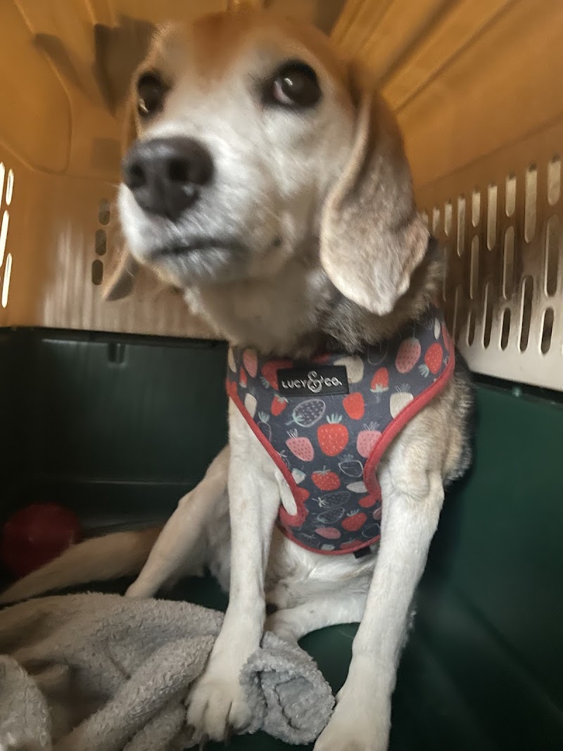 BluePearl Pet Hospital Katy