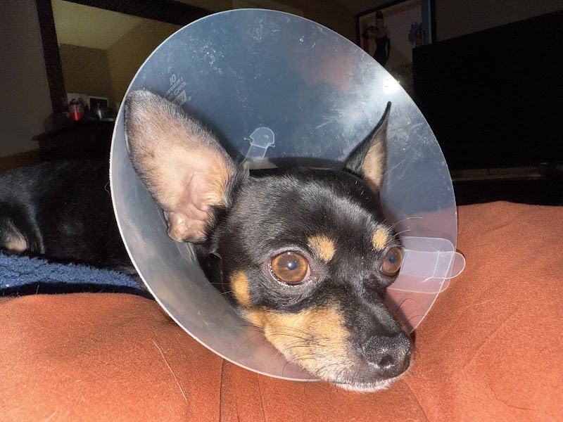 BluePearl Pet Hospital Katy