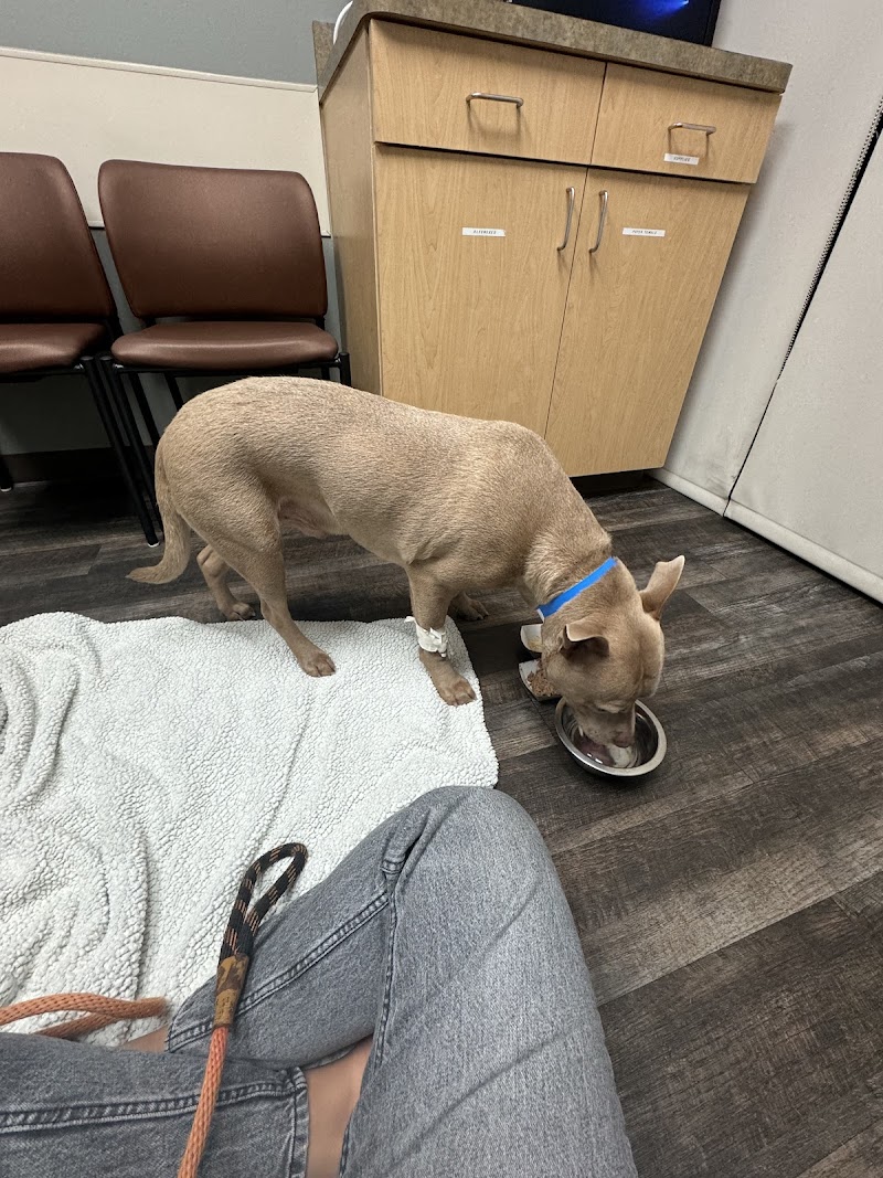 BluePearl Pet Hospital Katy