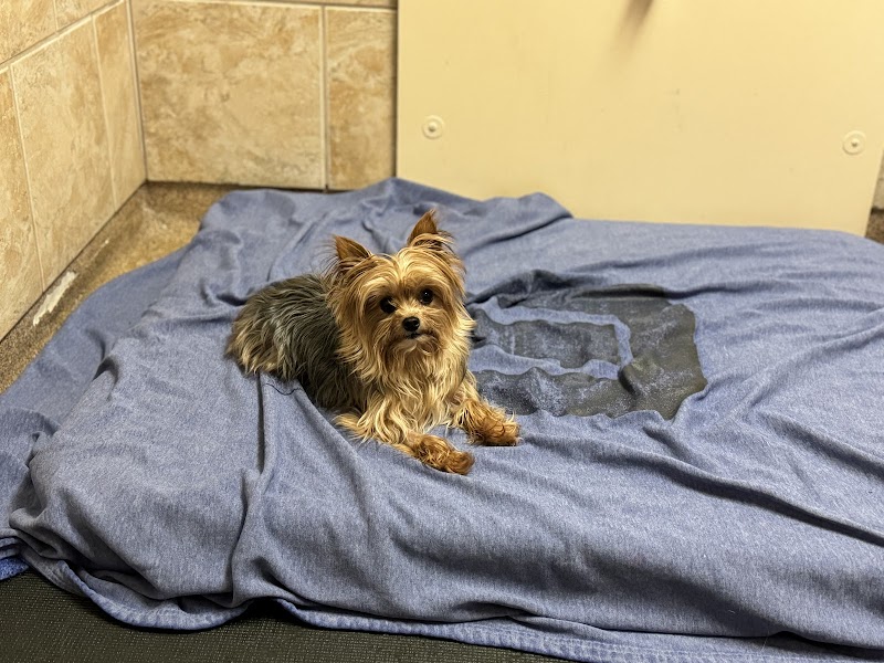 Veterinary Surgical Centers