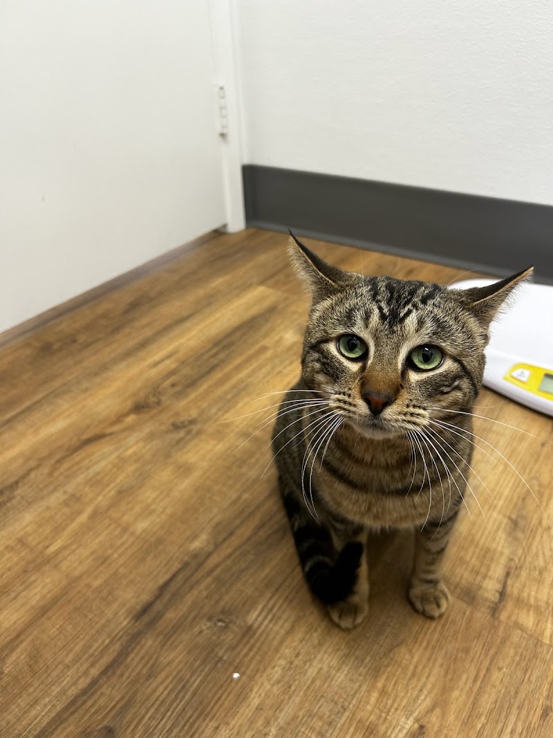 San Marcos Blvd Veterinary Hospital & Urgent Care - Emergency Vet