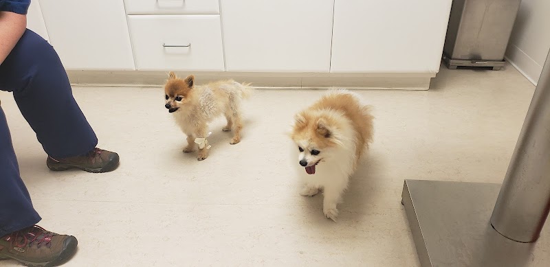 Hickory Veterinary and Specialty Hospital